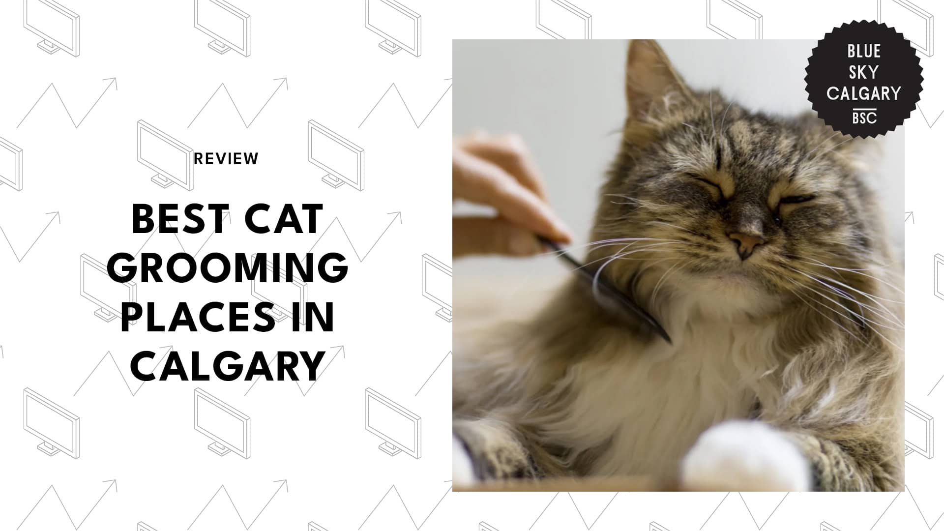 cat-grooming-spots-calgary